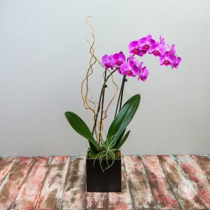A purple orchid spires above a low, modern black vase.